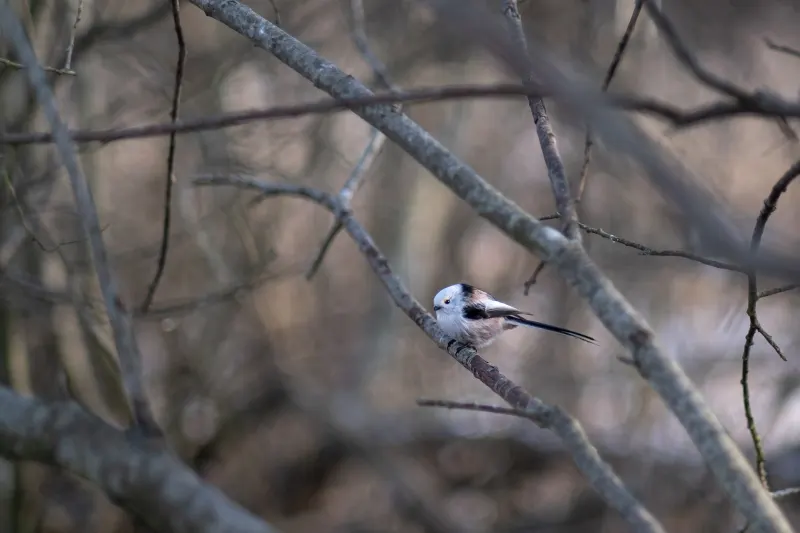 A Long-tailed Tit in Sweden