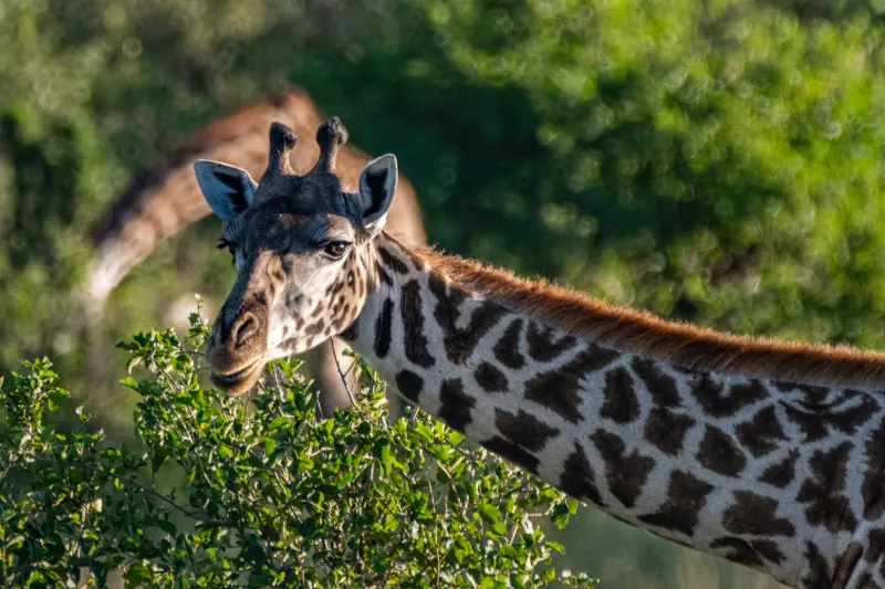 Beautiful Maasai giraffe