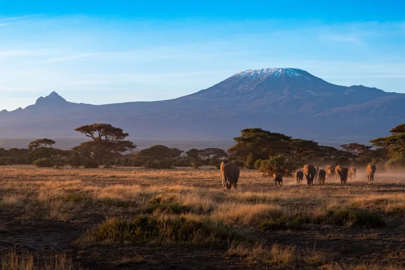 Elephants at sunrise in front of Kilimanjaro