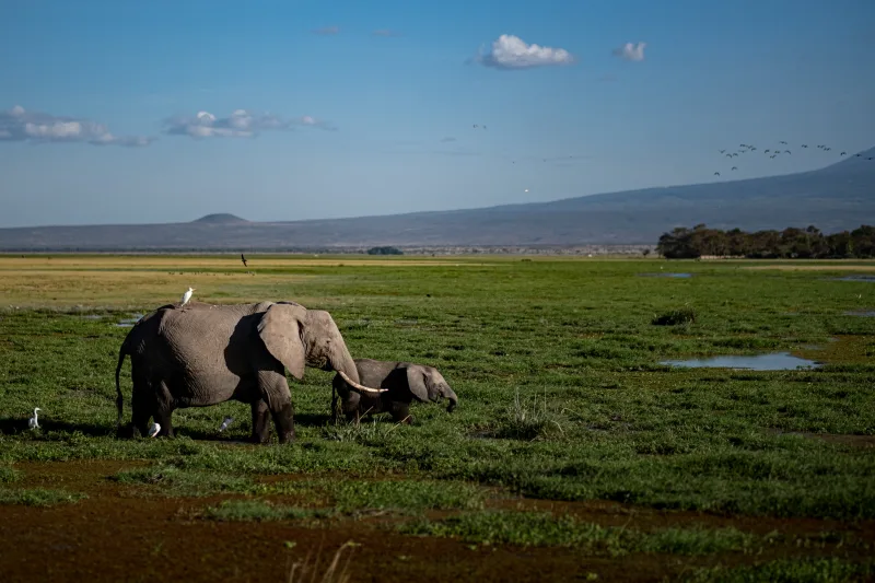 Elephants grazing in Amboseli swamps
