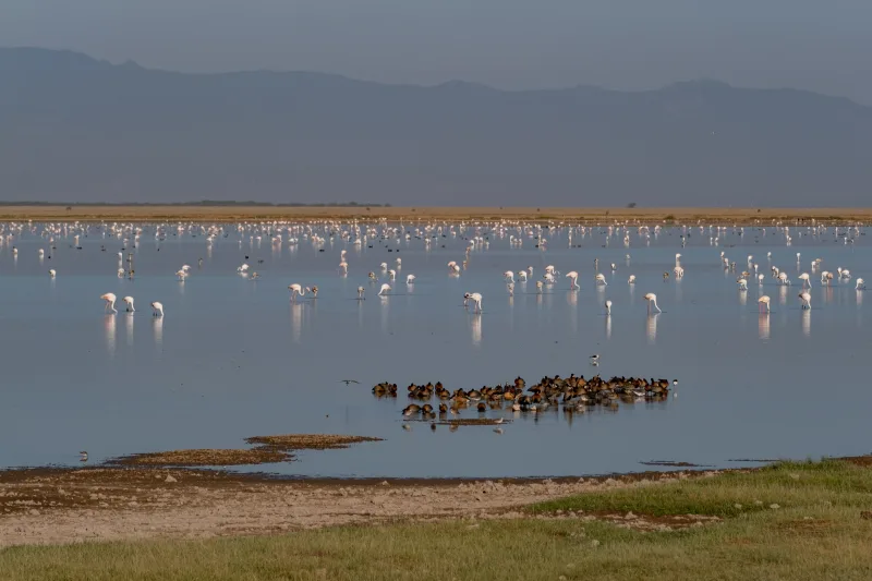 Flamingos wading in wetlands in Amboseli National Park