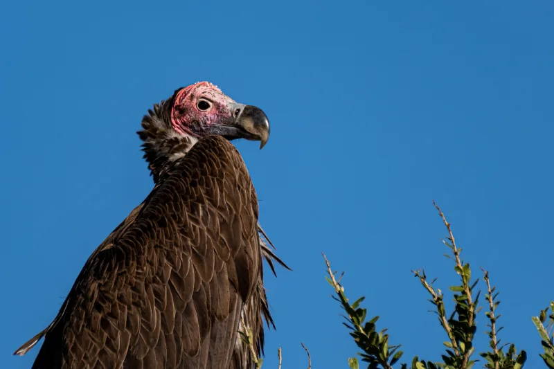 Lappet-faced vulture in Maasai Mara National Reserve