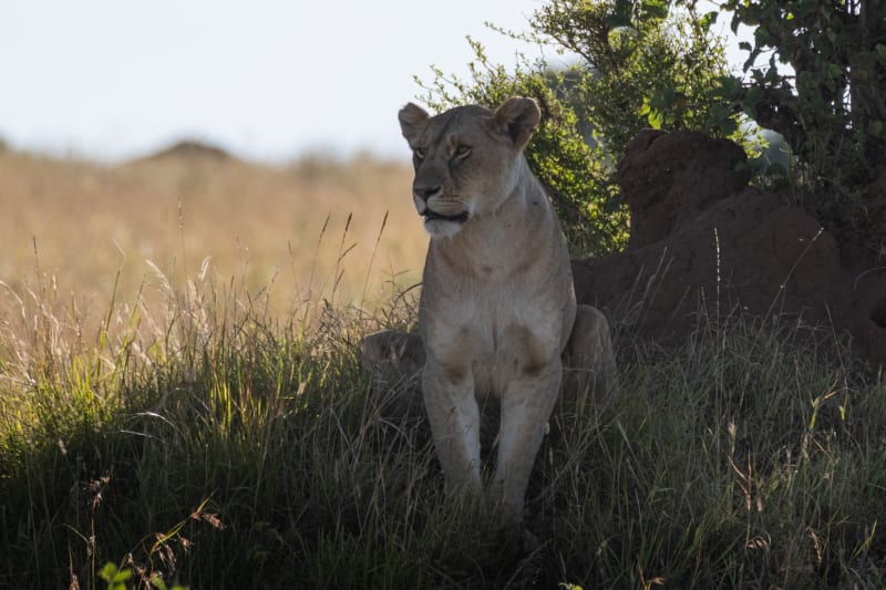 Lioness on the lookout