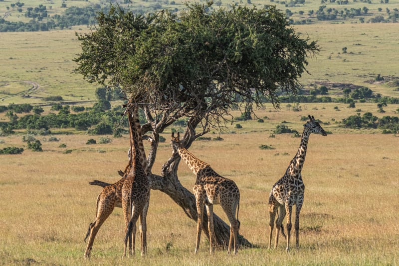 Masai giraffes like tree leaves