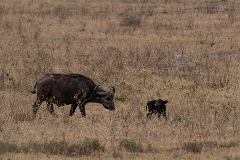 Newborn African buffalo