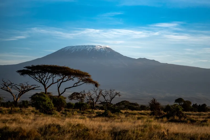 The iconic acacia tree in front of Mount Kilimanjaro