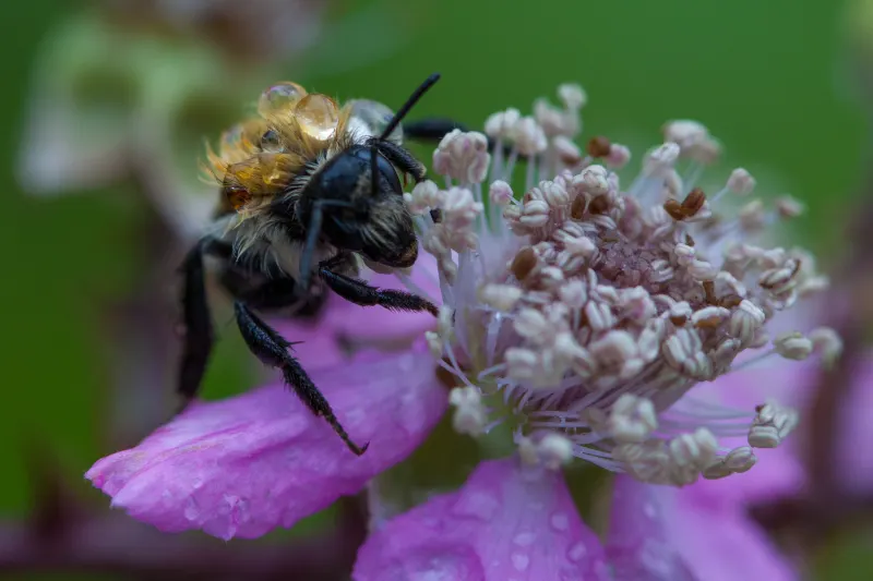 Wet bee after the rain