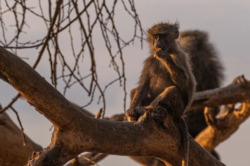 Young olive baboon at sunset