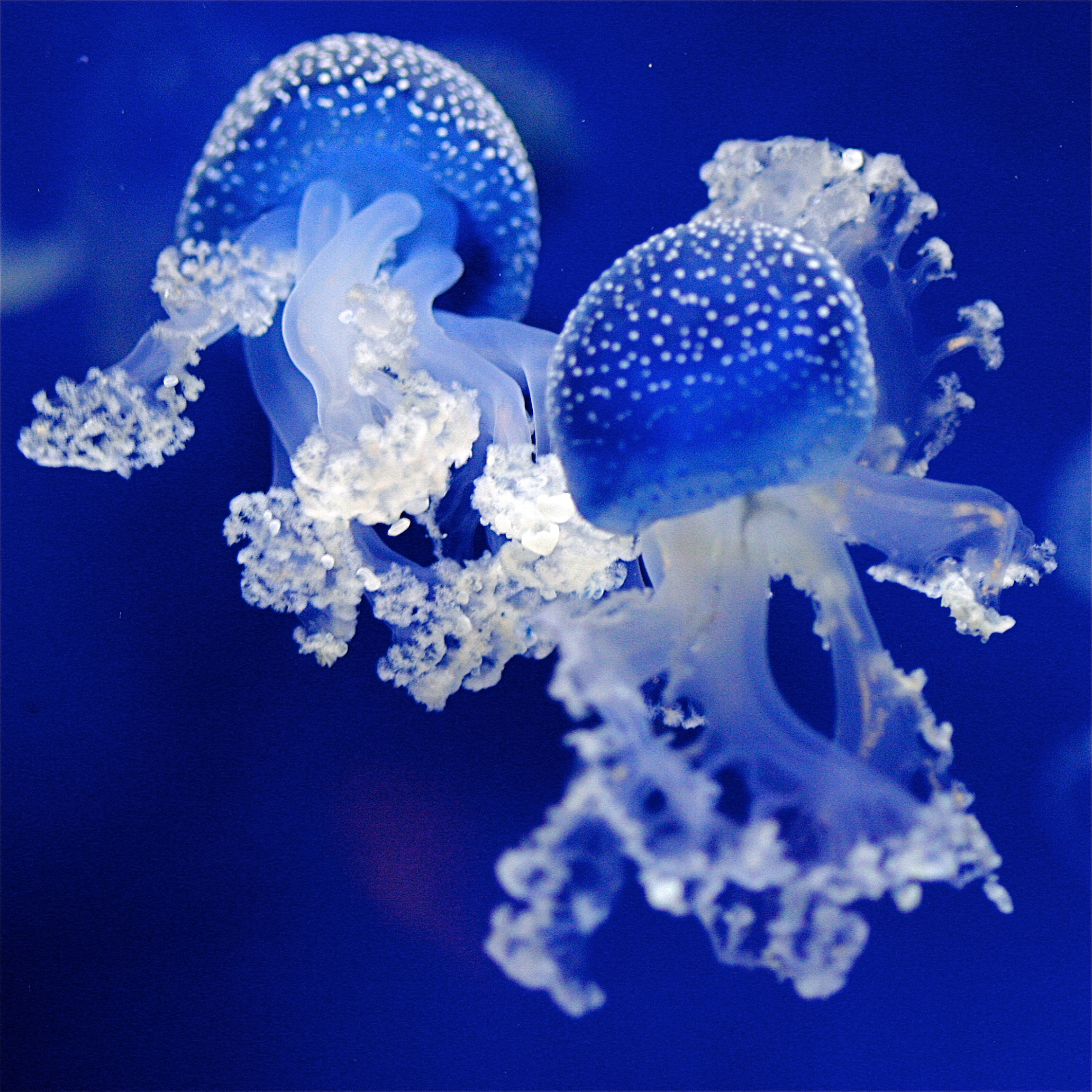 Photo of blue and white jellyfish in electric blue water