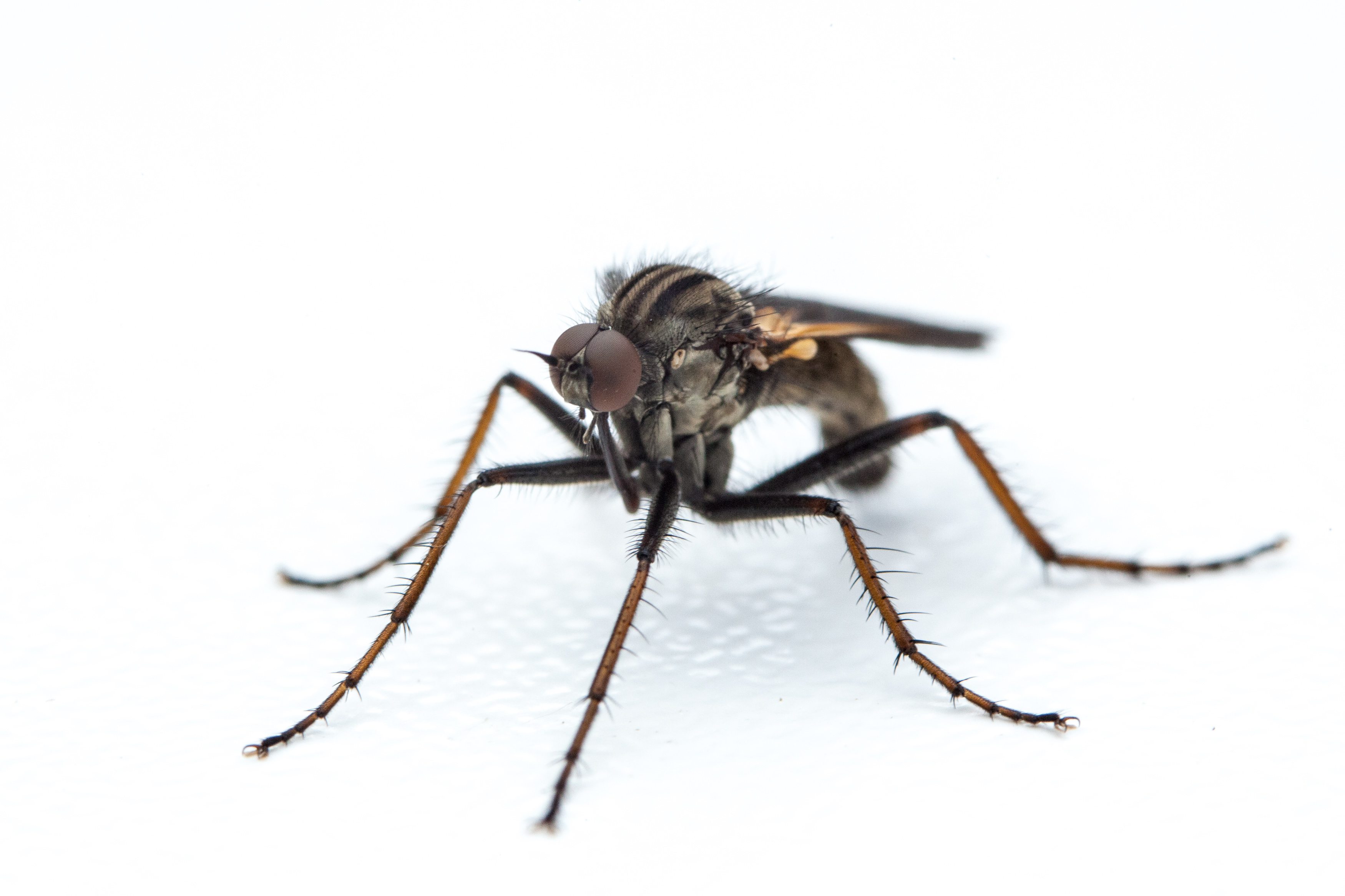 Macro photo of a common mosquito