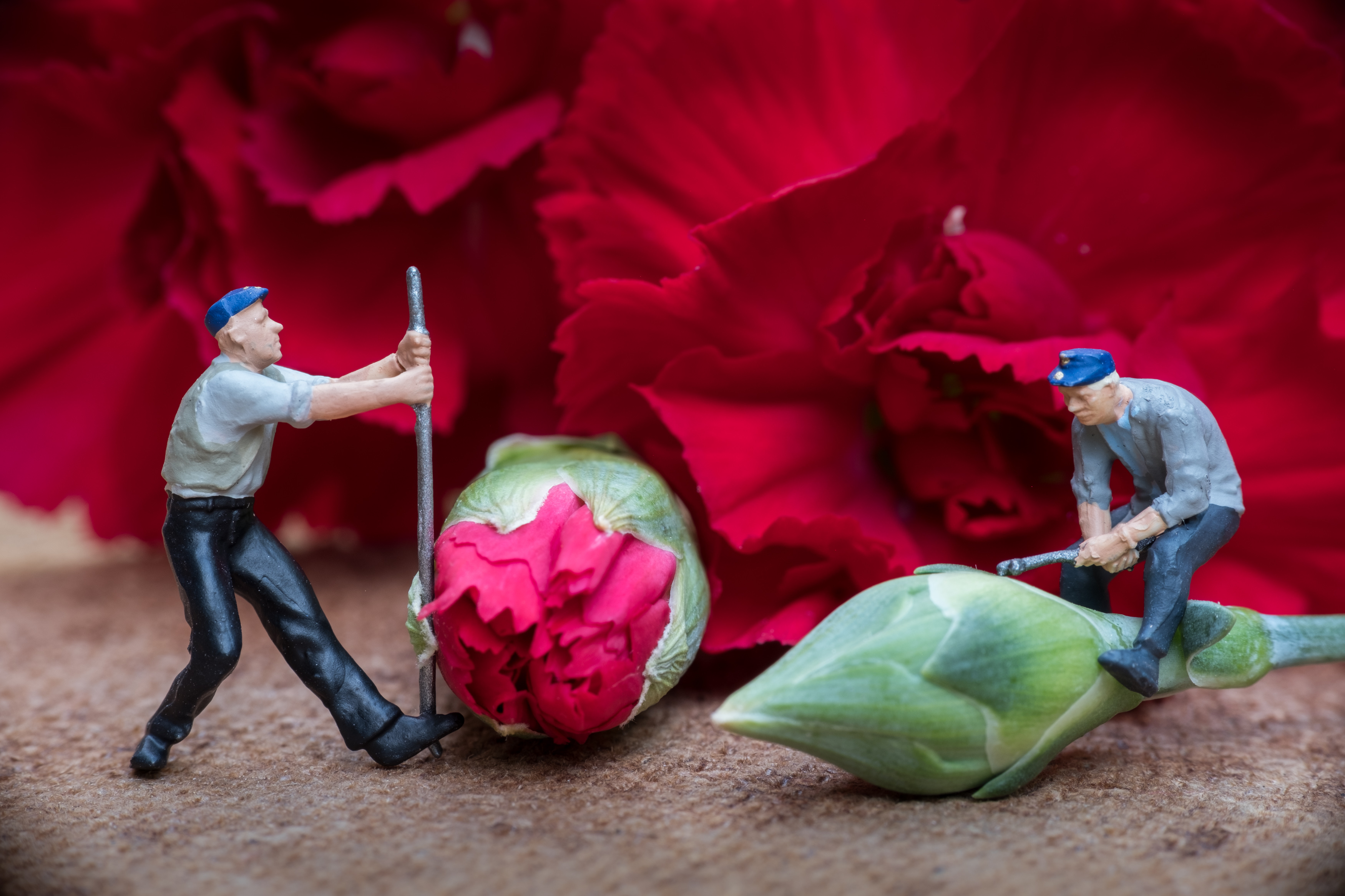 Photo of miniature figures “opening” carnation flowers